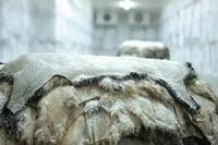 Raw lamb skins preserved with salt