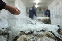 Worker applying salt on raw lamb skins