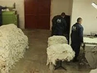 Craftsmen processing lambskins