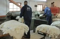 Workers ironing shearling skins